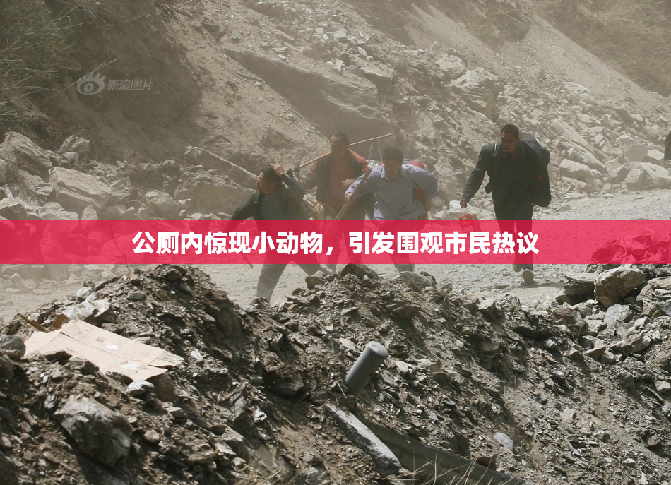 公厕内惊现小动物，引发围观市民热议