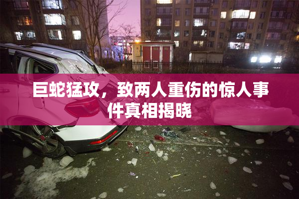 巨蛇猛攻，致两人重伤的惊人事件真相揭晓