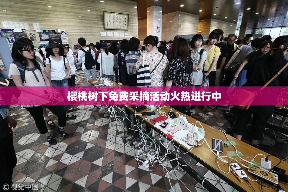 樱桃树下免费采摘活动火热进行中