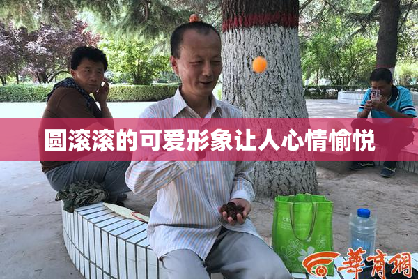 圆滚滚的可爱形象让人心情愉悦