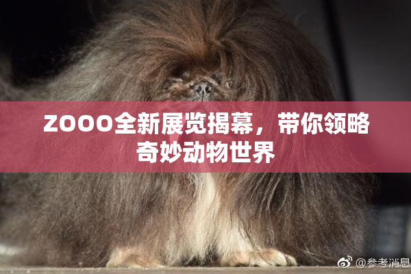 ZOOO全新展览揭幕，带你领略奇妙动物世界