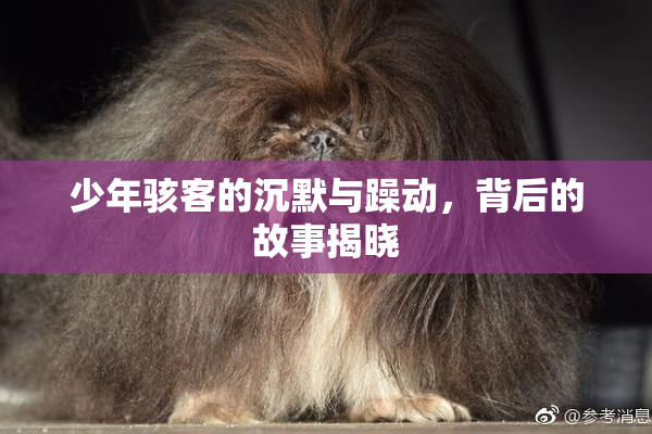 少年骇客的沉默与躁动，背后的故事揭晓