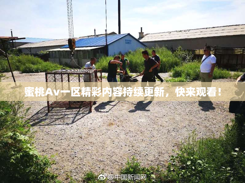 蜜桃Av一区精彩内容持续更新，快来观看！