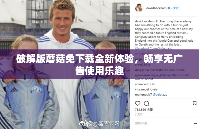 破解版蘑菇免下载全新体验，畅享无广告使用乐趣