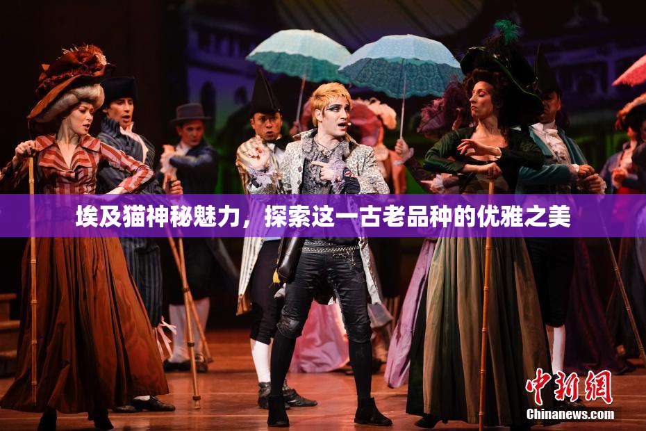 埃及猫神秘魅力，探索这一古老品种的优雅之美