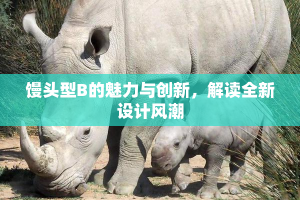 馒头型B的魅力与创新，解读全新设计风潮