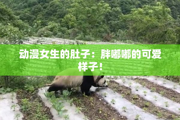 动漫女生的肚子：胖嘟嘟的可爱样子！