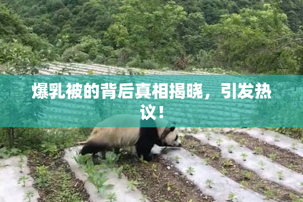 爆乳被的背后真相揭晓，引发热议！
