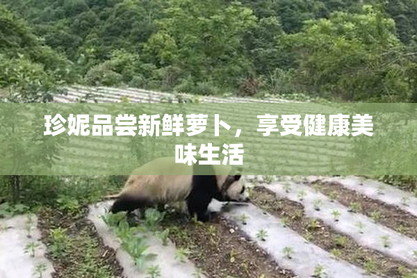 珍妮品尝新鲜萝卜，享受健康美味生活