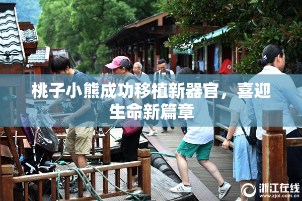 桃子小熊成功移植新器官，喜迎生命新篇章