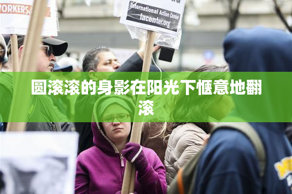 圆滚滚的身影在阳光下惬意地翻滚