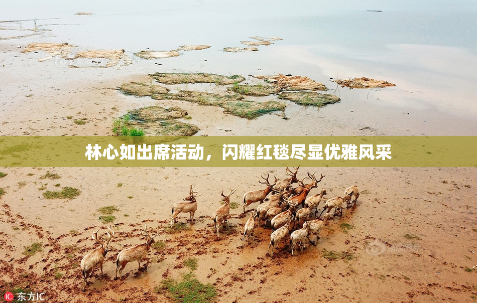 林心如出席活动，闪耀红毯尽显优雅风采