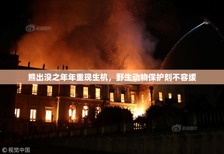 熊出没之年年重现生机，野生动物保护刻不容缓