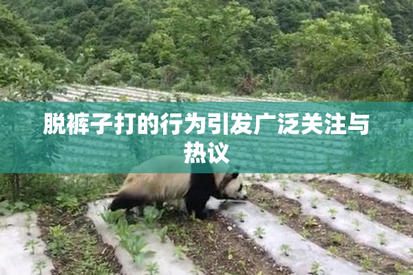 脱裤子打的行为引发广泛关注与热议