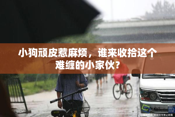 小狗顽皮惹麻烦，谁来收拾这个难缠的小家伙？