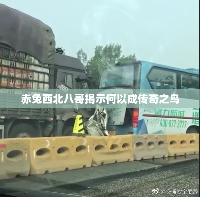 赤兔西北八哥揭示何以成传奇之鸟