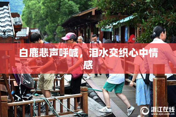 白鹿悲声呼喊，泪水交织心中情感