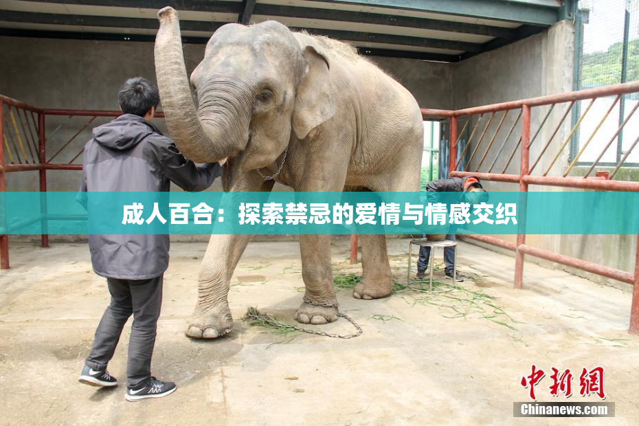 成人百合：探索禁忌的爱情与情感交织