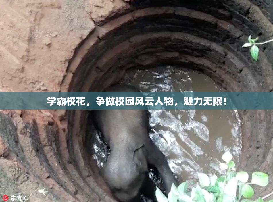 学霸校花，争做校园风云人物，魅力无限！