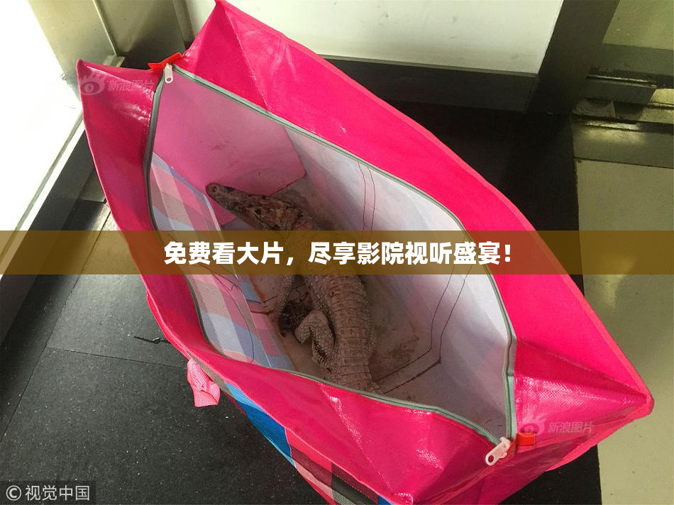免费看大片，尽享影院视听盛宴！