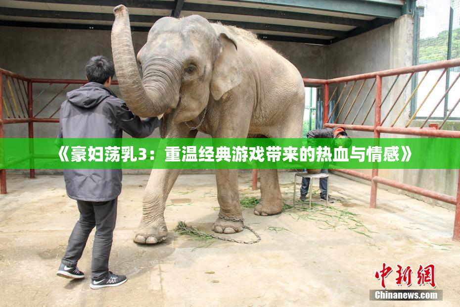 《豪妇荡乳3：重温经典游戏带来的热血与情感》