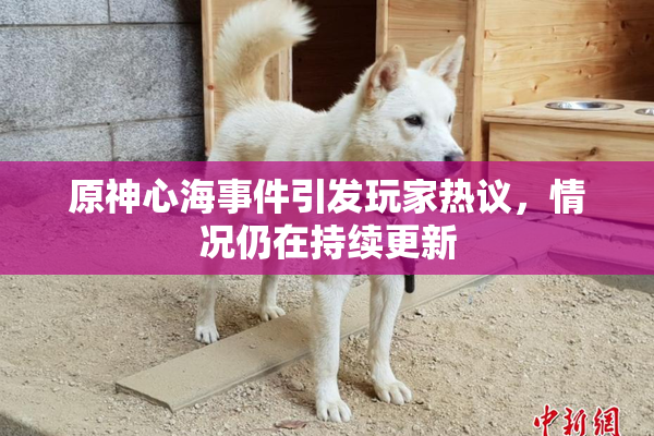 原神心海事件引发玩家热议，情况仍在持续更新