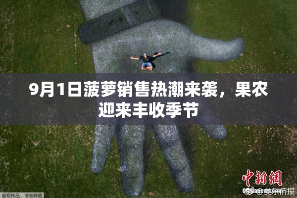 9月1日菠萝销售热潮来袭，果农迎来丰收季节