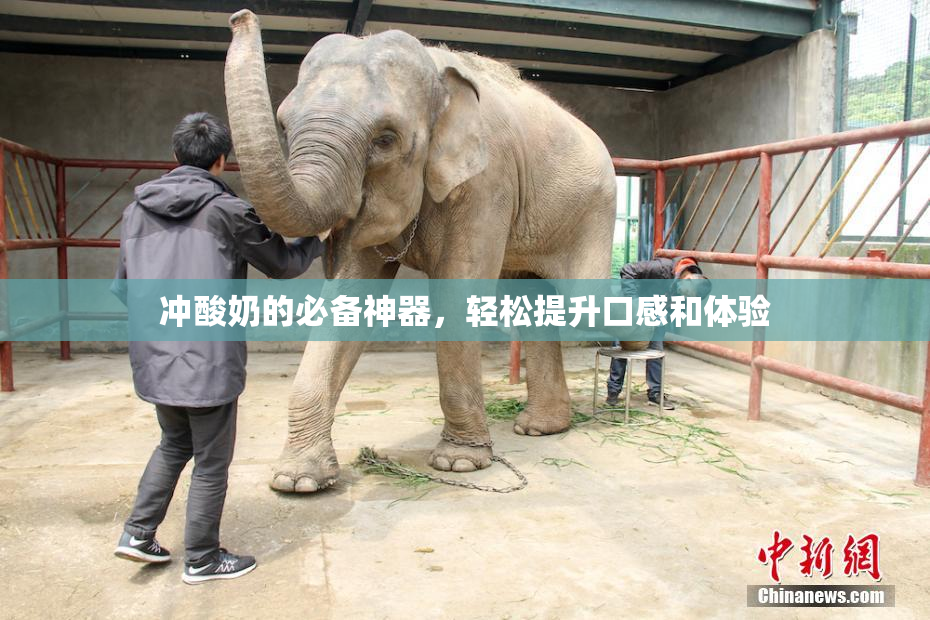 冲酸奶的必备神器，轻松提升口感和体验