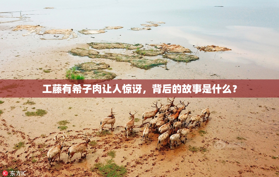 工藤有希子肉让人惊讶，背后的故事是什么？