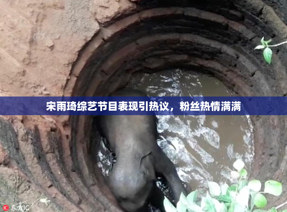 宋雨琦综艺节目表现引热议，粉丝热情满满
