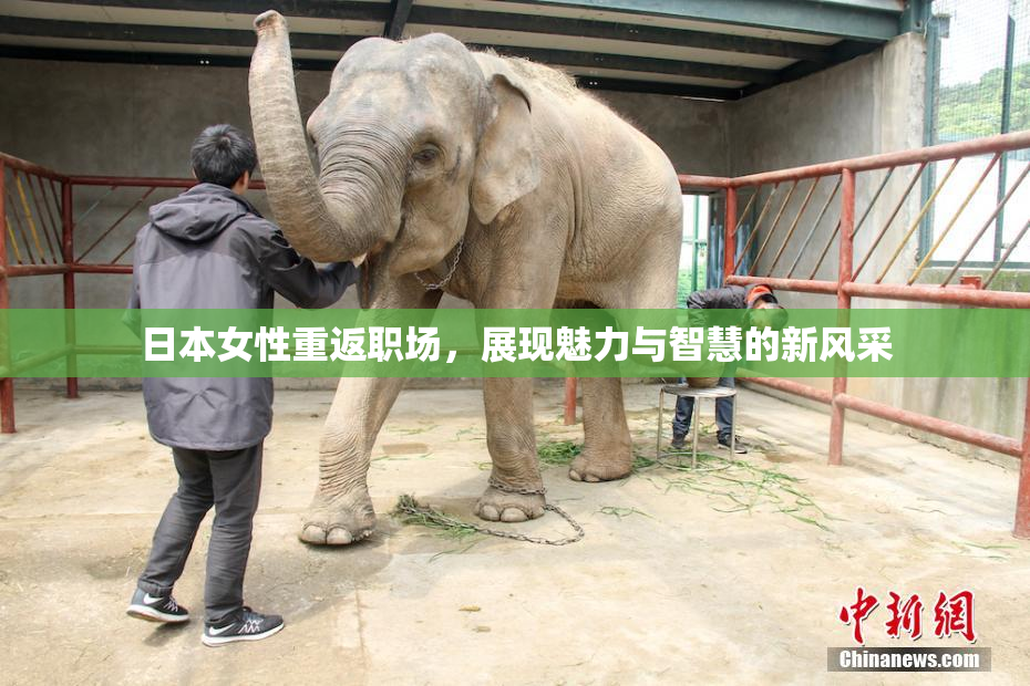 日本女性重返职场，展现魅力与智慧的新风采