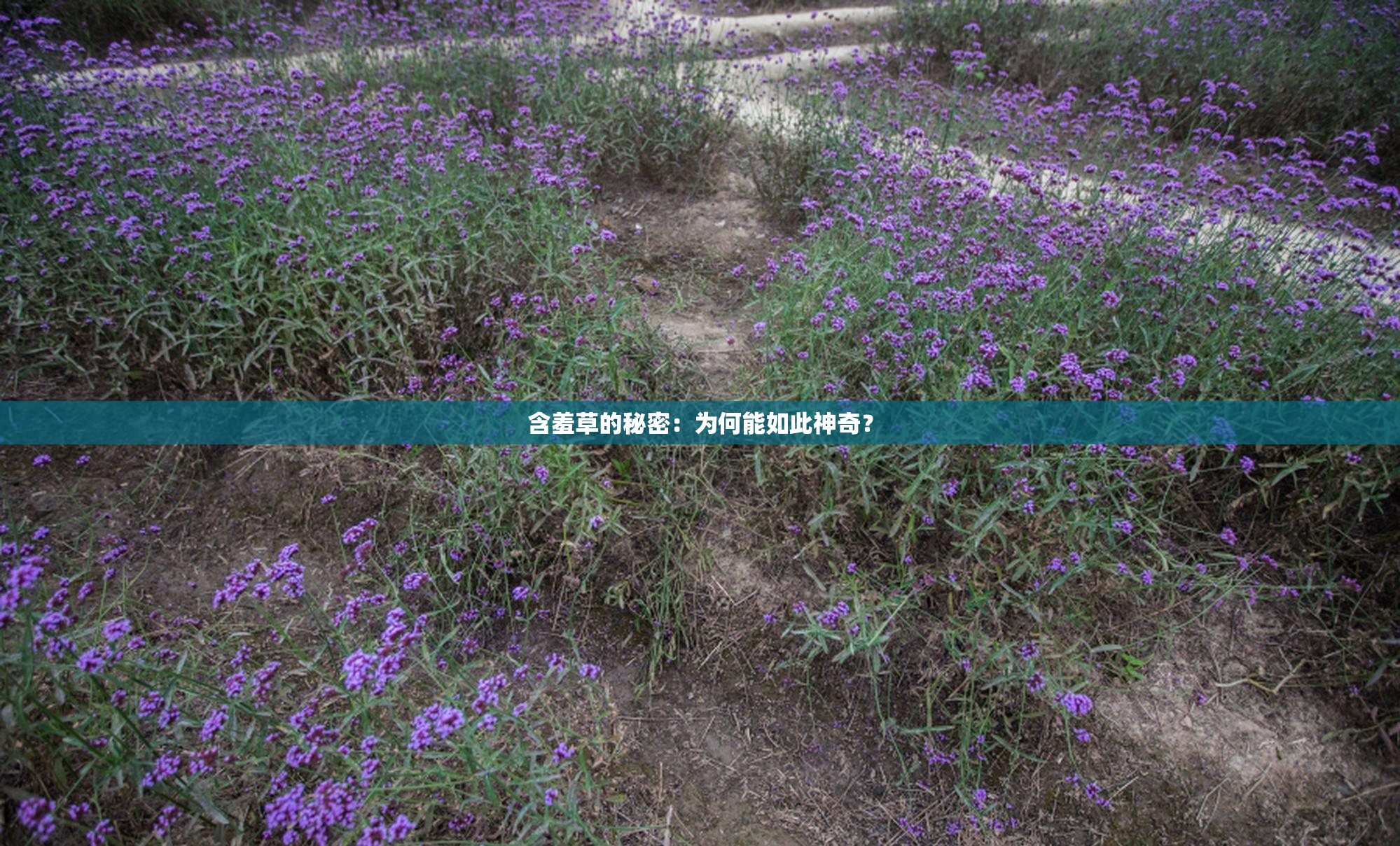 含羞草的秘密：为何能如此神奇？