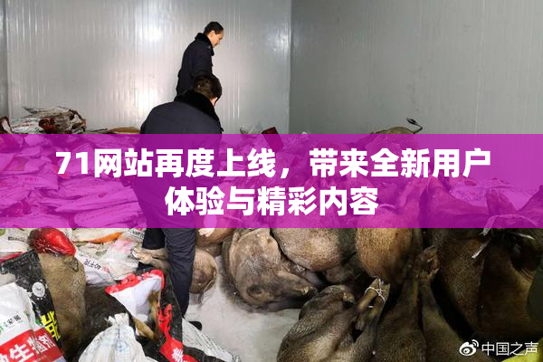 71网站再度上线，带来全新用户体验与精彩内容