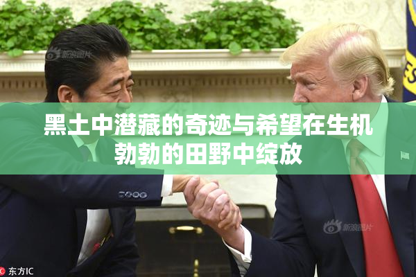 黑土中潜藏的奇迹与希望在生机勃勃的田野中绽放