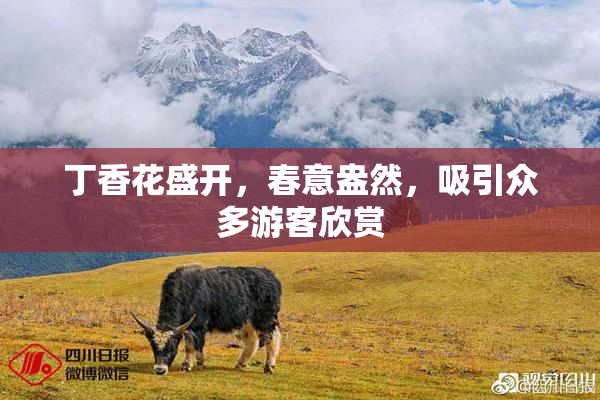 丁香花盛开，春意盎然，吸引众多游客欣赏