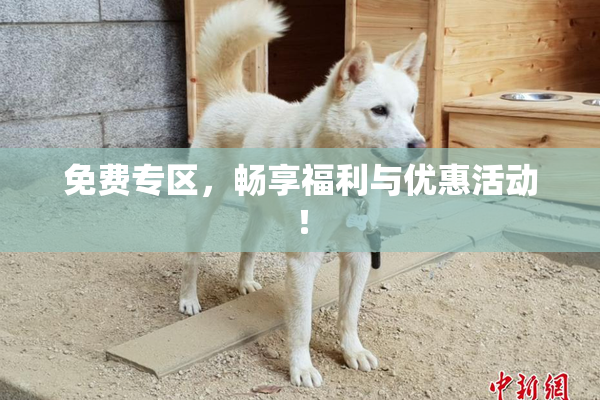 免费专区，畅享福利与优惠活动！