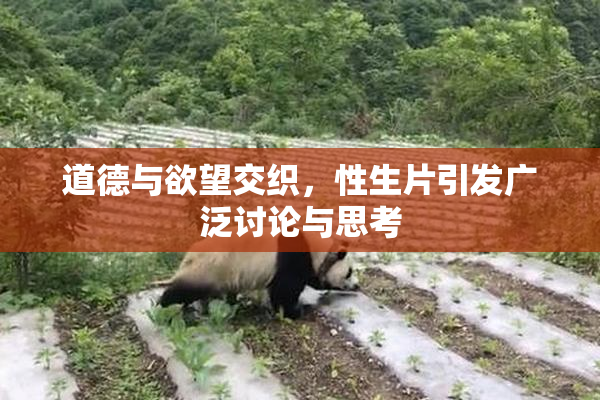 道德与欲望交织，性生片引发广泛讨论与思考