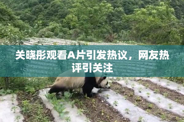 关晓彤观看A片引发热议，网友热评引关注