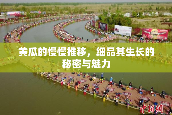 黄瓜的慢慢推移，细品其生长的秘密与魅力