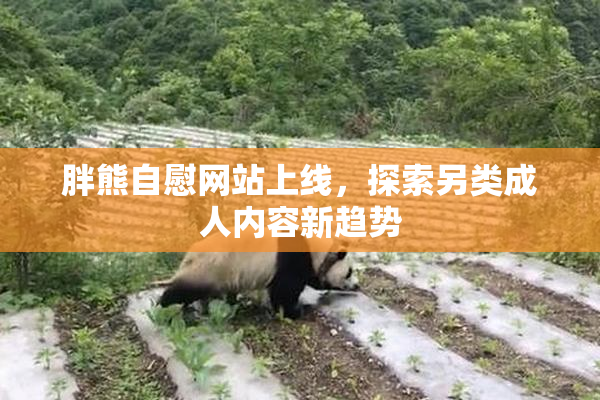 胖熊自慰网站上线，探索另类成人内容新趋势