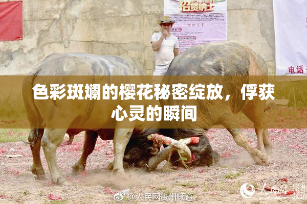色彩斑斓的樱花秘密绽放，俘获心灵的瞬间