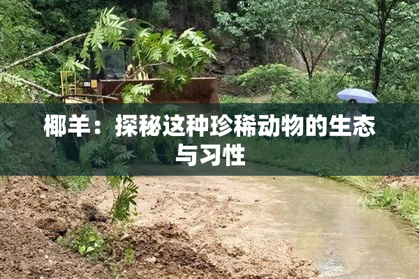 椰羊：探秘这种珍稀动物的生态与习性