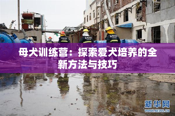母犬训练营：探索爱犬培养的全新方法与技巧