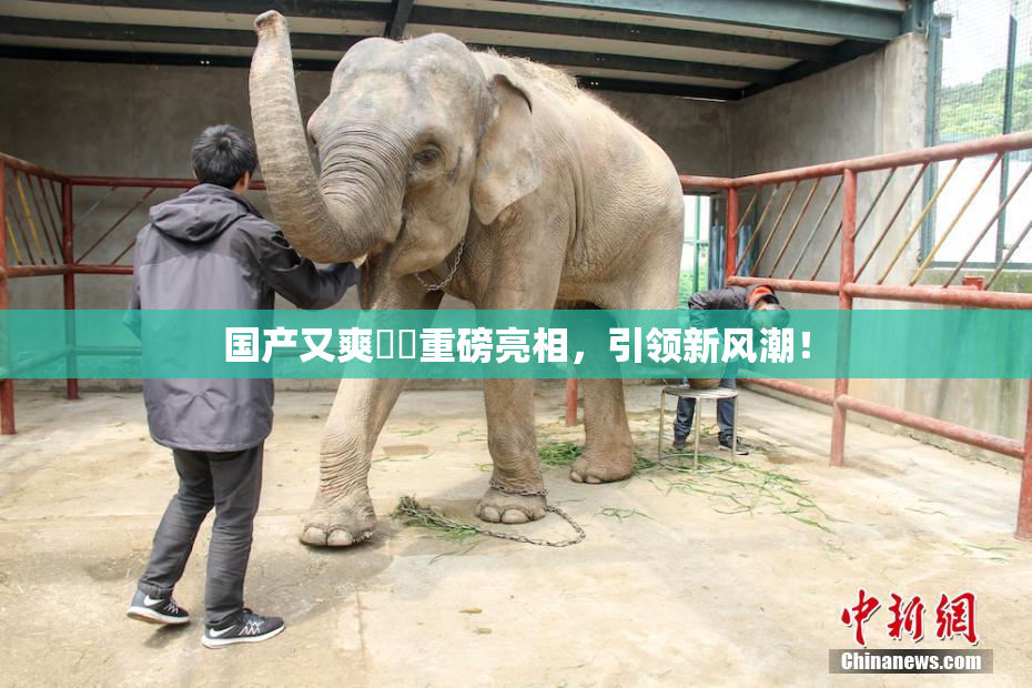 国产又爽❌‌重磅亮相，引领新风潮！