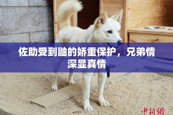佐助受到鼬的娇重保护，兄弟情深显真情