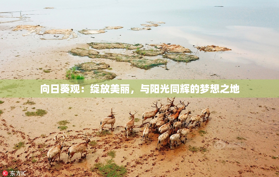 向日葵观：绽放美丽，与阳光同辉的梦想之地
