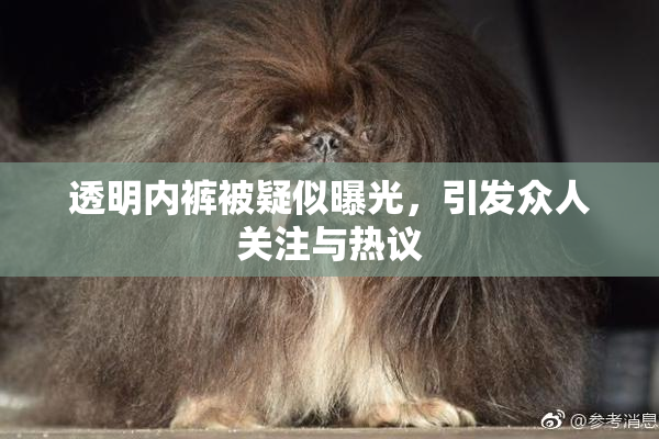 透明内裤被疑似曝光，引发众人关注与热议