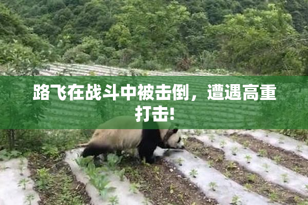 路飞在战斗中被击倒，遭遇高重打击!