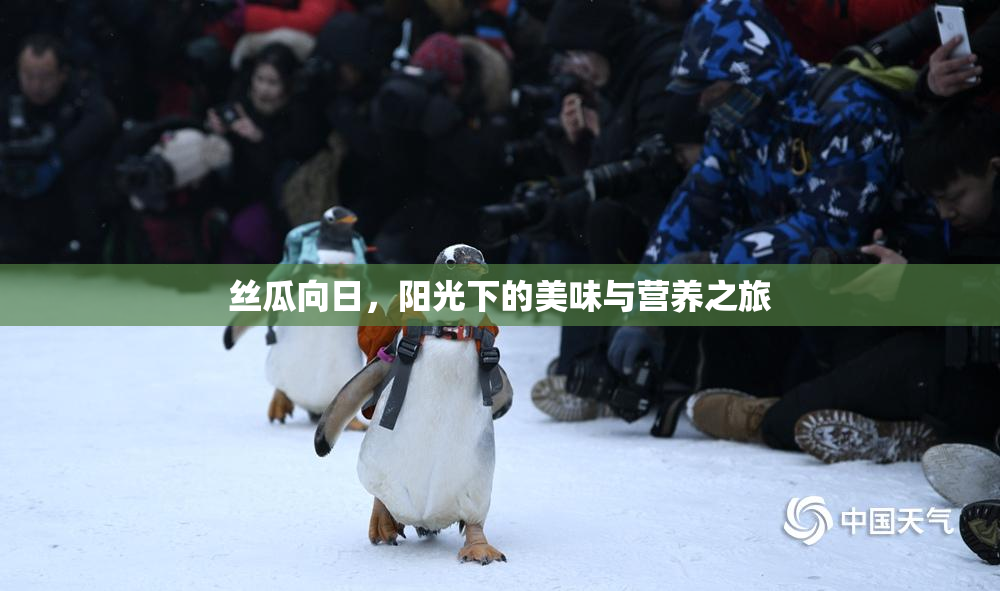 丝瓜向日，阳光下的美味与营养之旅