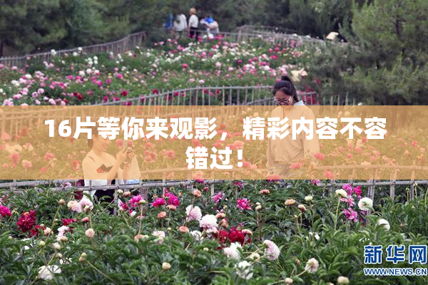 16片等你来观影，精彩内容不容错过！
